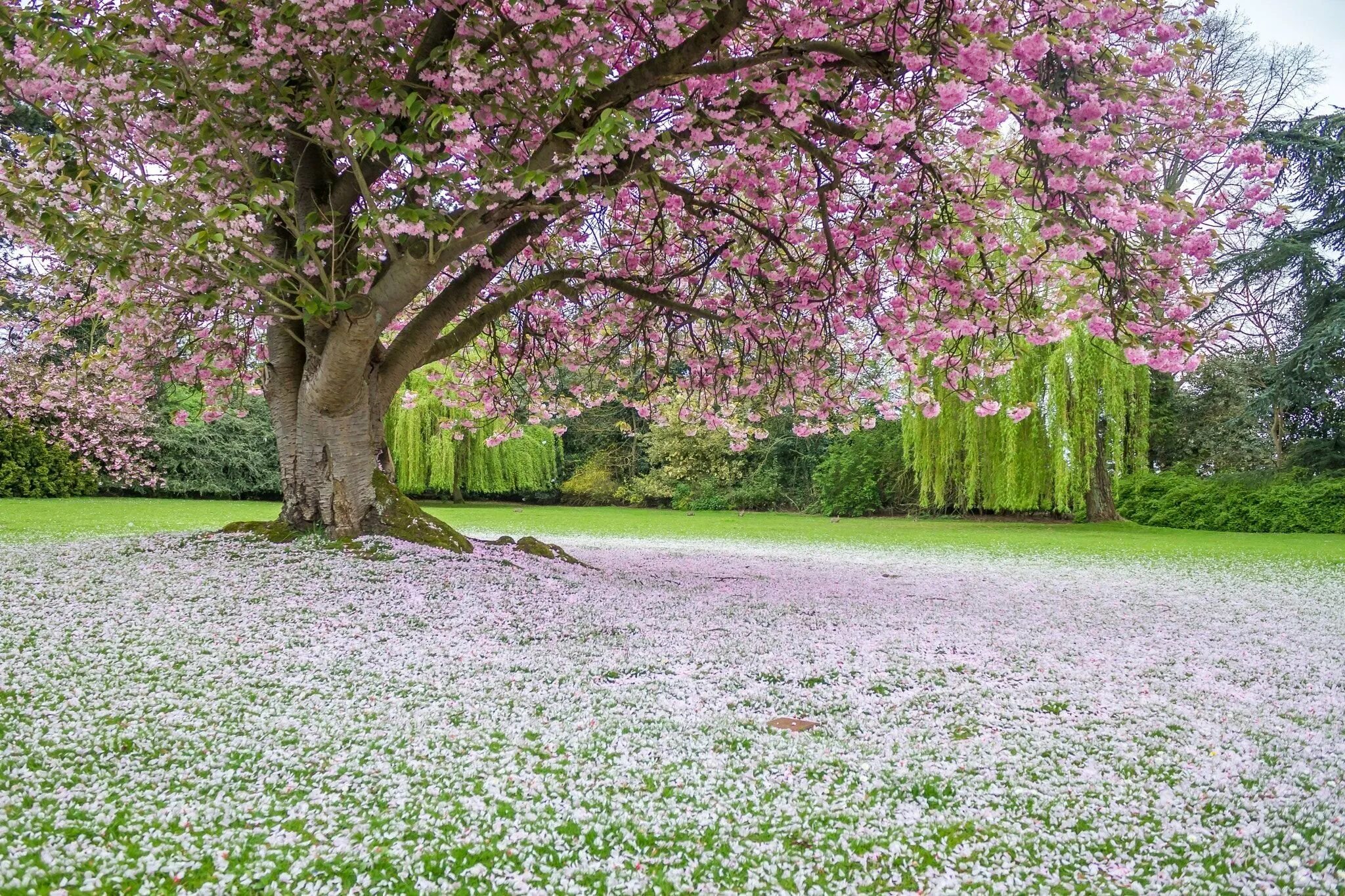 Without spring. Природа весной. Красивая природа весной.