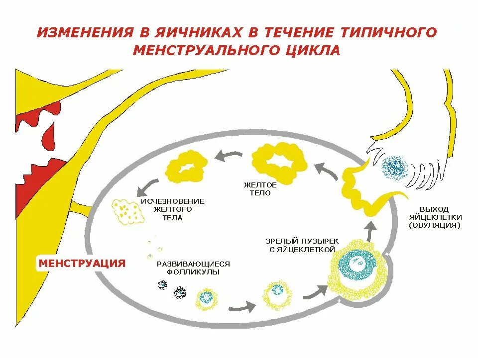 Схема - яичниковый цикл менструального цикла.. Схема стадии развития желтого тела. Фазы образования желтого тела. Фазы образования желтого тела в яичнике.