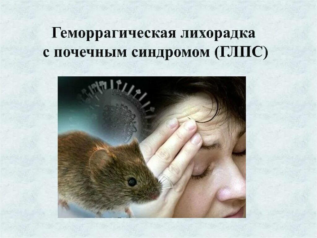 Как передается мышиная лихорадка. Геморрагическая лихорадка с почечным синдромом. геморрагическая лихорадка с почечным синдромом возбудитель. морфология геморрагической лихорадки с почечным синдромом.