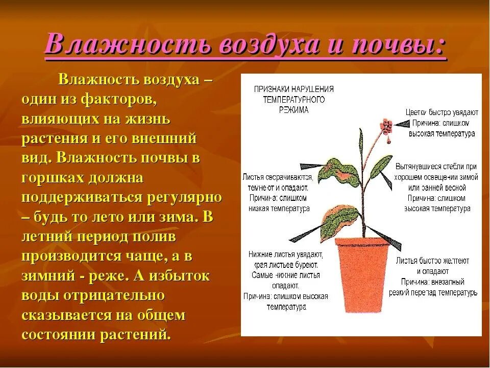 Какая температура воздуха в теплице. Влияние влаги на растения. Воздействие влажности на растения. Влажность для растений. Влияние влажности воздуха на растения.