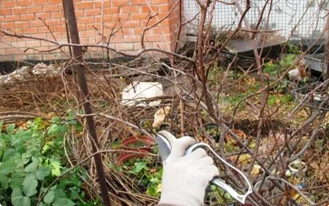 Обрезка актинидии осенью для новичков