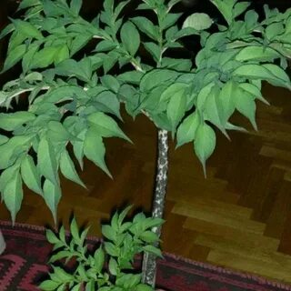 Змеиное дерево комнатное