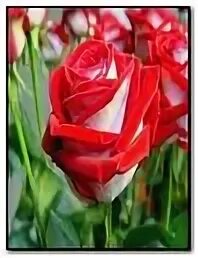 Rot n