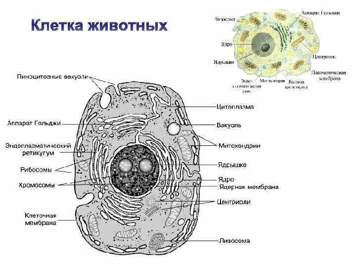 Схема клетка живая. Строение строение животной клетки. Строение клетки животного с обозначениями. Охарактеризуйте строение животной клетки. Строение животной клетки объемный рисунок.