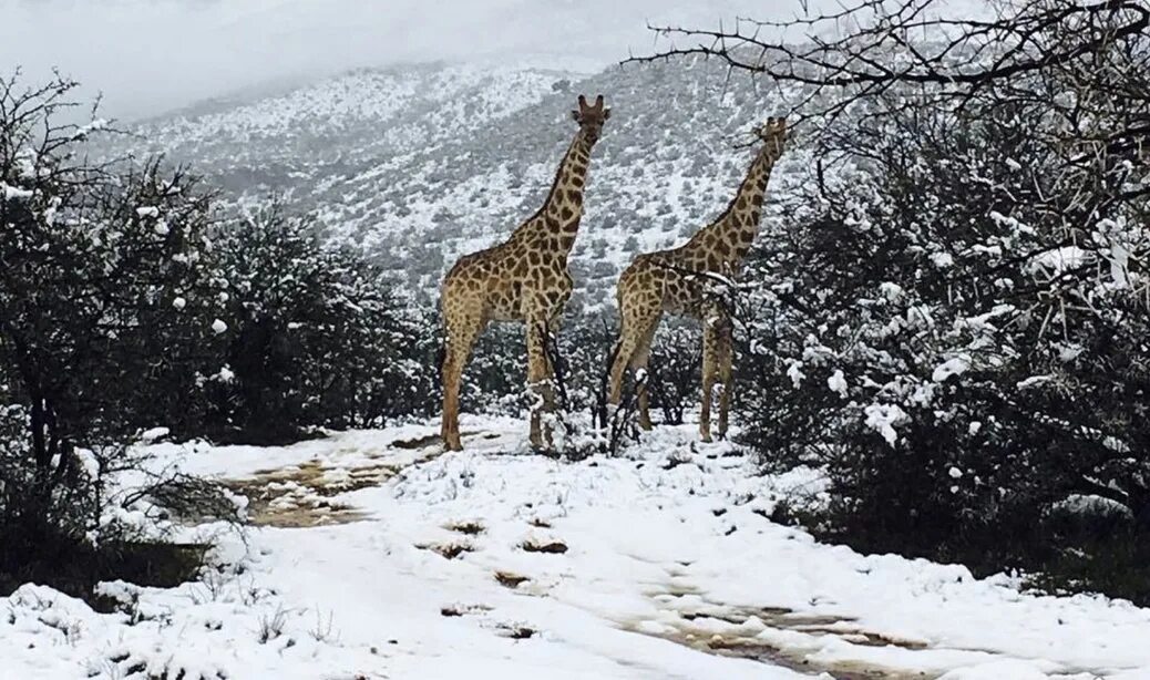Зима в африке. Зима в африке. Африка зимой. Snow in africa. Снег в юар.