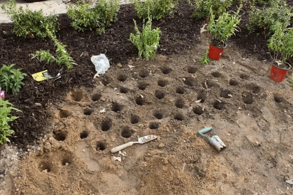 Можно посадить тюльпаны весной в открытый грунт. Лунки для посадки. Посадка. Место посадки тюльпанов. Подготовка лунок для посадки.