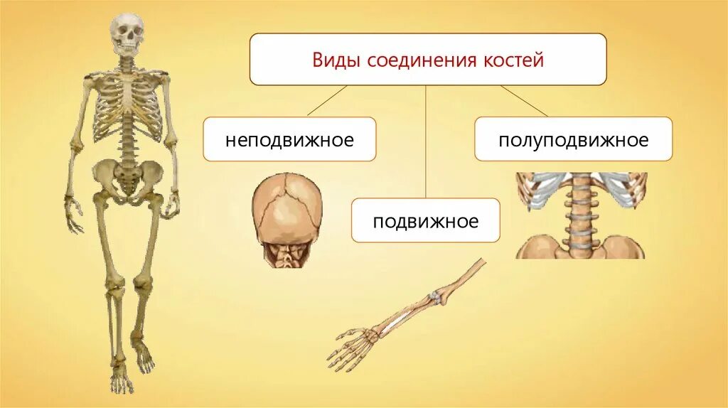 Кости скелета человека соединены неподвижно. Строение скелета типы соединения костей. Опорно двигательная система типы соединений костей. Анатомия опорно двигательная система скелет. Строение состав и соединение костей.