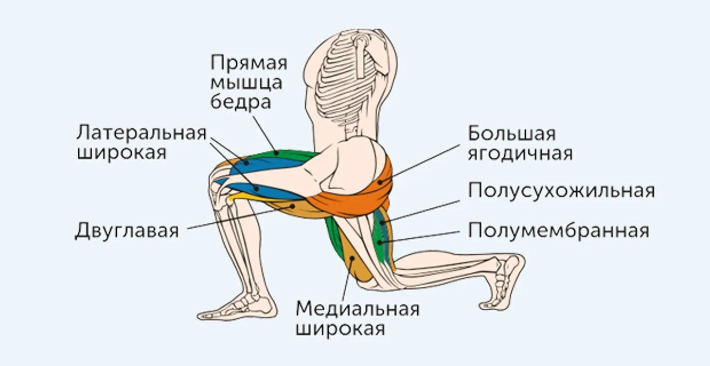 Мышцы при приседе. Болгарские выпады какие мышцы работают. приседания на квадрицепс. упражнения на ноги выпады. какие мышцы работают при выпадах.