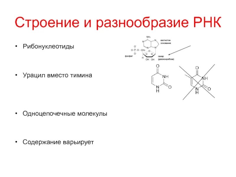 Рнк тимин урацил. Строение и разнообразие РНК. Вместо Тимина урацил. РНК урацил вместо. Одноцепочечная молекула.