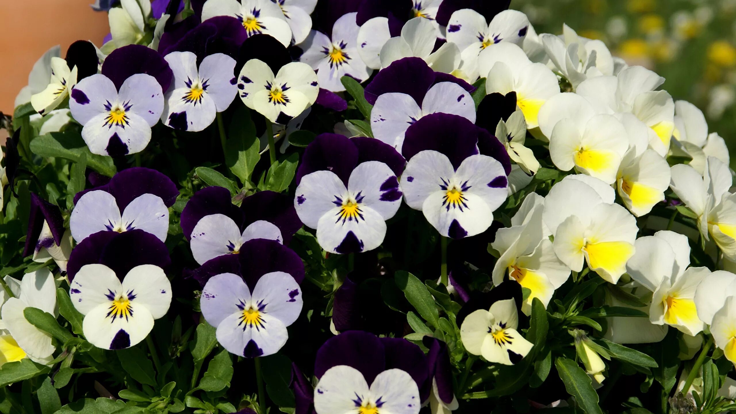 Растение анютины глазки. Виола виттрока в горшке. Виола фиалка анютины глазки. Виола анютины глазки многолетние. Виола корнута синяя.