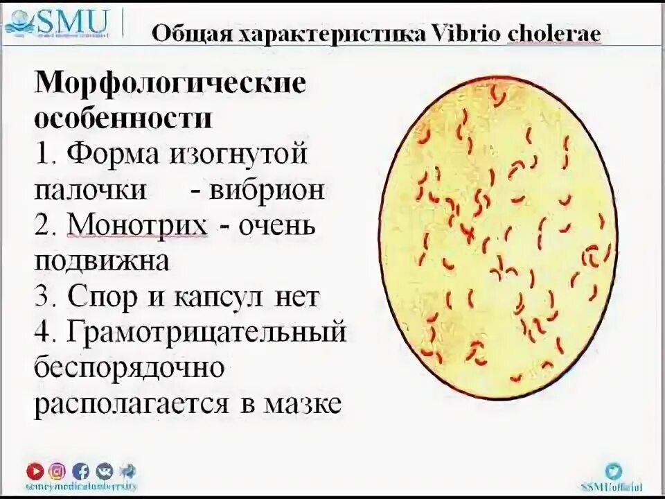 Известно что холерный вибрион вид подвижных. Вибрионы микробиология. Общая характеристика вибрионов. Вибрионы в мазке. Кампилобактерии микробиология.