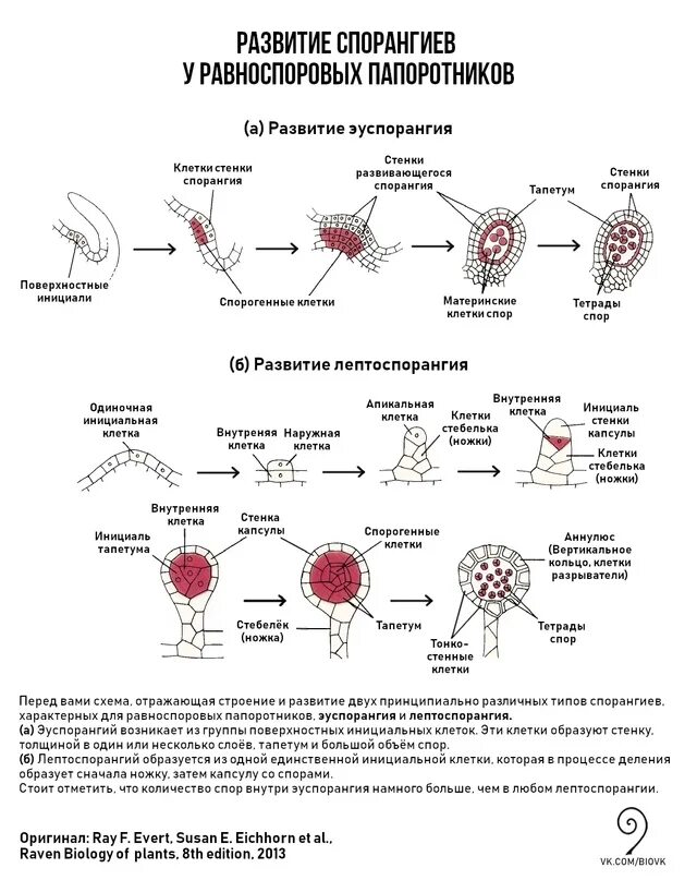 Формирования спорангиев