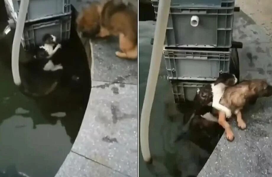 Кот спасает собаку. Собака спасает кошку из воды. героические поступки животных.