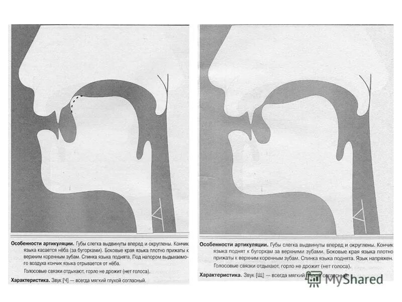 Характеристика артикуляции. Профиль артикуляции звука щ. Артикуляция звука ч. Артикуляционный профиль звука ш щ. Логопедический профиль звука щ.