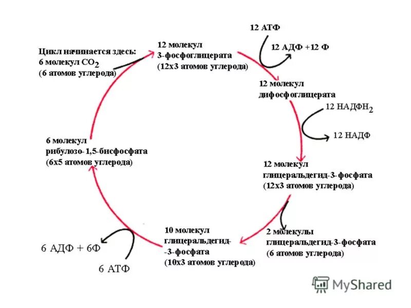 3 фазы фотосинтеза. цикл кальвина в фотосинтезе схема. темновая фаза фотосинтеза. цикл темновой фазы фотосинтеза. темновая фаза цикл кальвина.