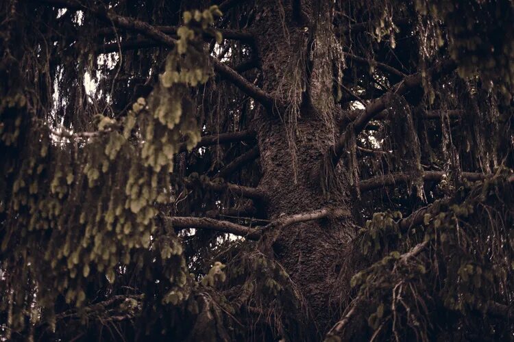 какие ели самые старые.