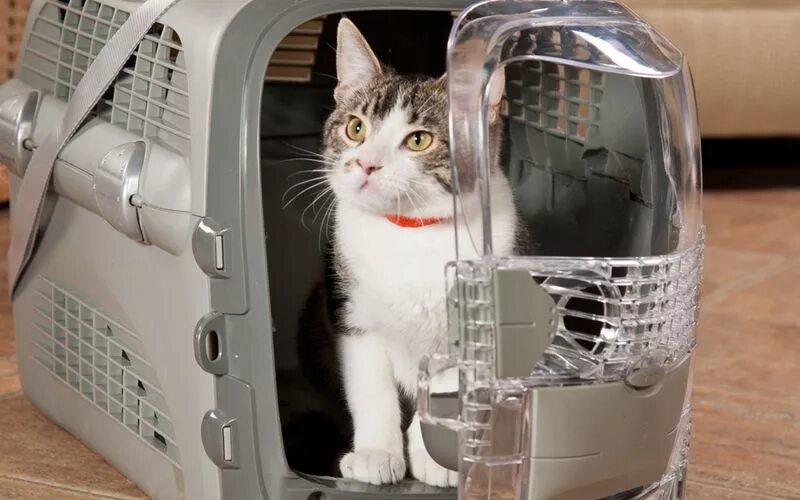 Переноски для кошек. Кот в переноске. Переноска для котов. Как перевезти котенка. Кошка в переноске.