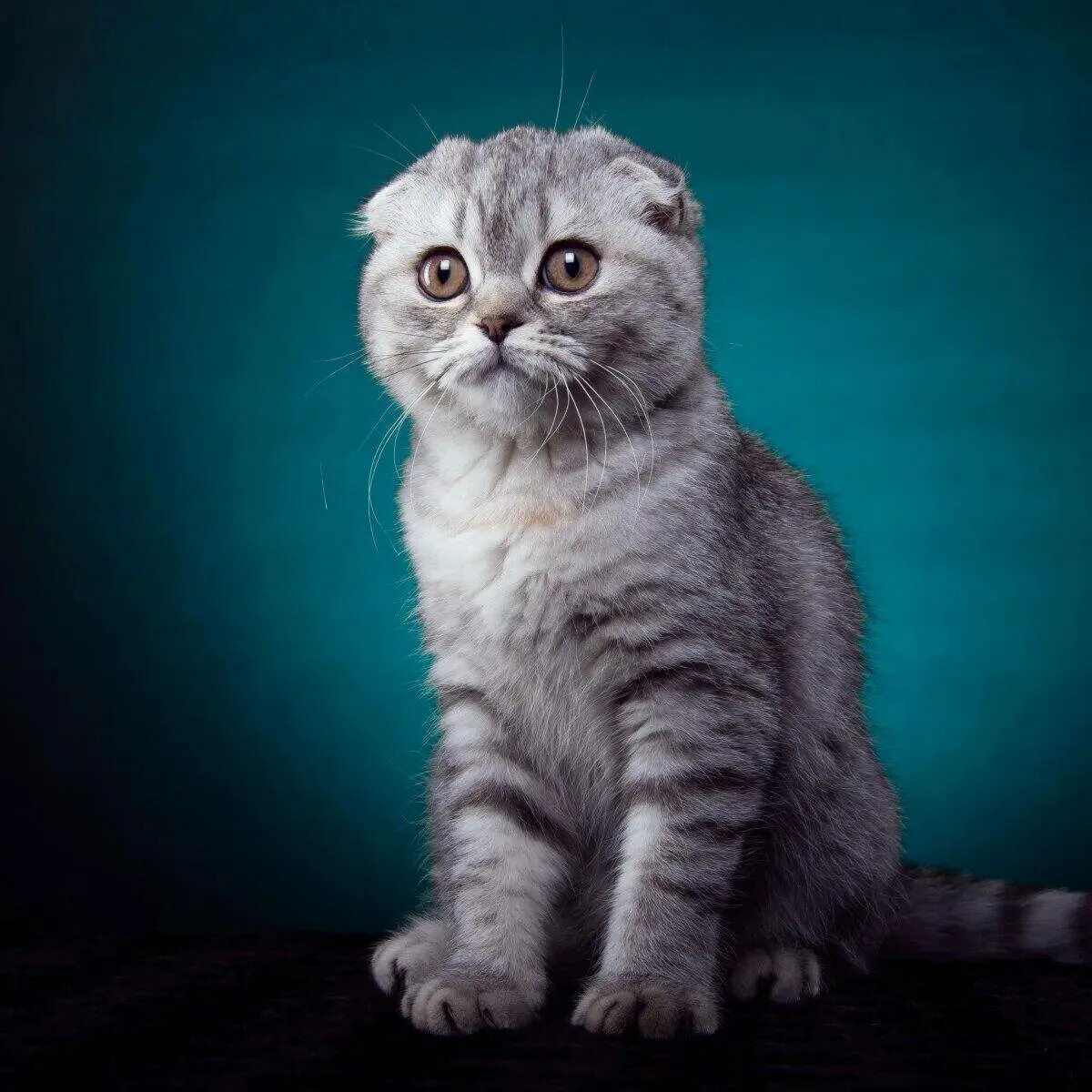 Шотландская порода кошек фотографии. Скоттиш-фолд Шотландская вислоухая. Шотландский вислоухий кот скоттиш фолд. Скоттиш-фолд Шотландская вислоухая кошка серая. Шотландская кошка скоттиш фолд.