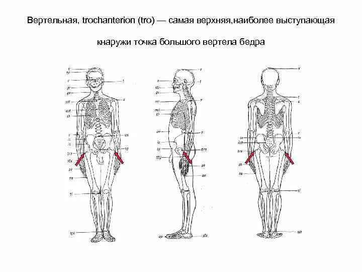 Вертельная точка бедра фото