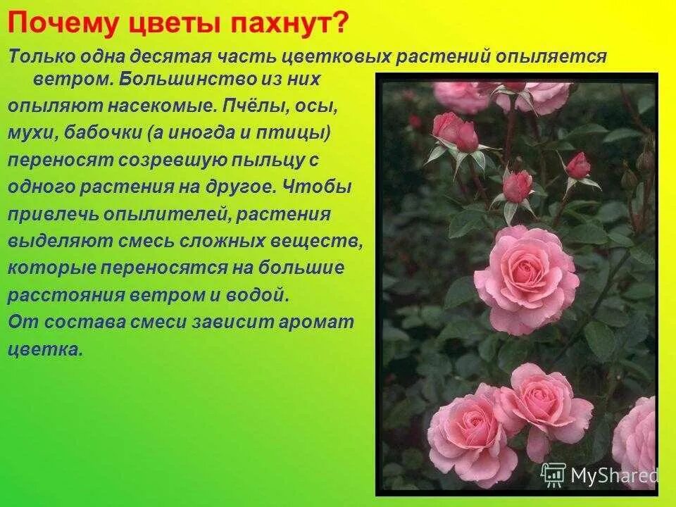 Почему пахнут цветы. Почему растения пахнут. Почему цветы пахнут для детей. Почему цветы.