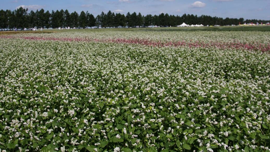 Гречиха саратовская область. Гречиха фото растения и зерна. Канадская гречиха. Гречка и овсянка. Гречка 2022 россия.
