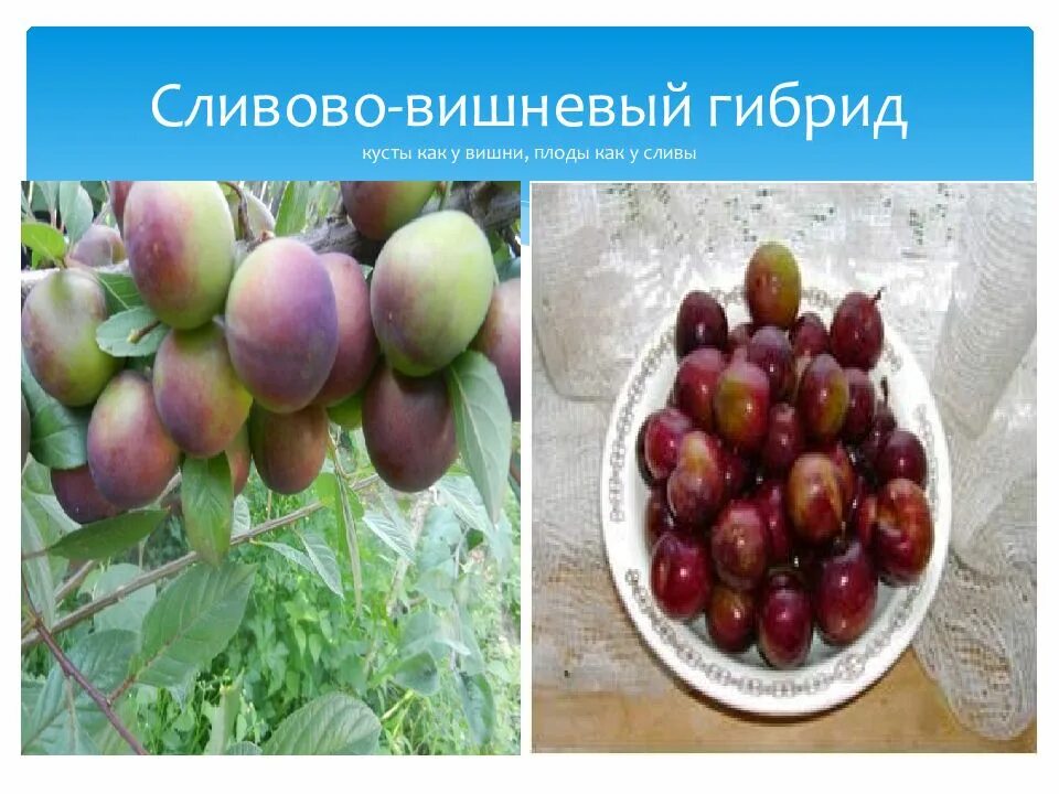 Омская ночка сливово вишневый гибрид описание. Сливово-вишневый гибрид Омская ночка. Сливово-вишневый гибрид САМОЦВЕТ. Сливово-вишневый гибрид Бетта.