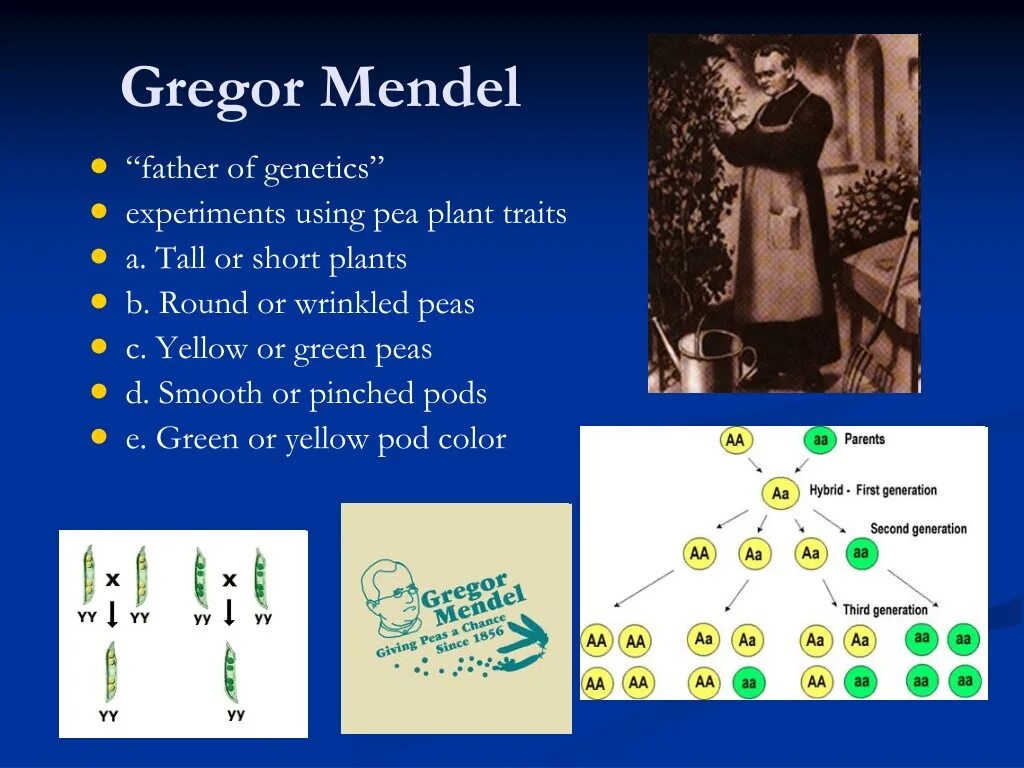 Мендель. Юлии Мендель. Gregor-Mendel Experiments.