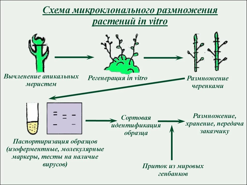 Пересадка бактерий. Схема микроклонального размножения растений растений. Процесс микроклонального размножения схема. Культура тканей микроклонального размножения. Методы клонального микроразмножения растений.