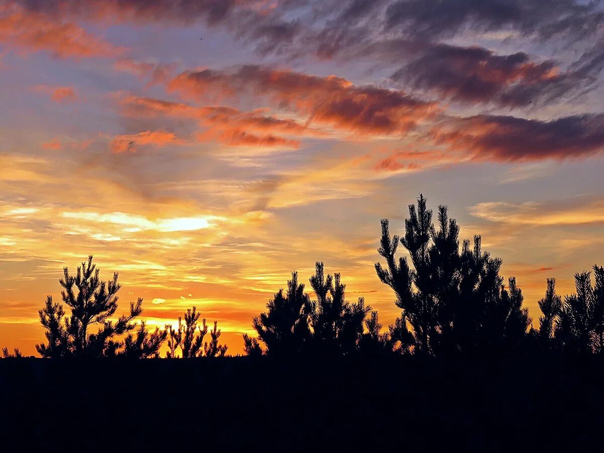Закат над лесом. Закат над лесом. Закат в лесу. Рассвет над лесом. Закат над лесом.
