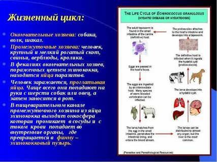 Окончательные хозяева эхинококка