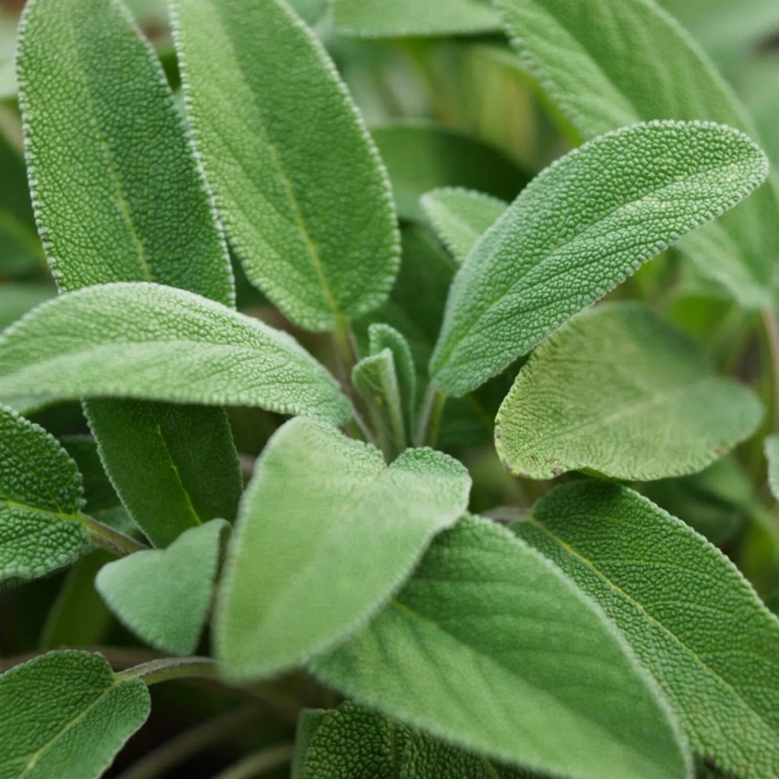 Сальвия оффициналис. Шалфей оффициналис. Шалфей лекарственный (Salvia). Шалфей гроверс френд. У полыни запах легок и прян