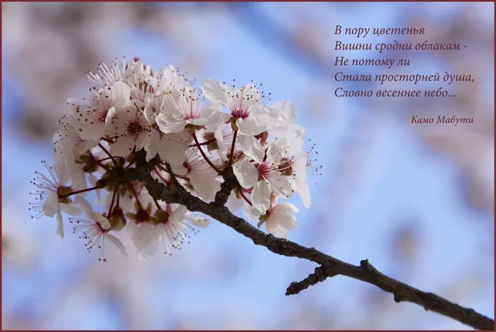 Красивые фразы о весне. Цитаты про цветущую вишню. Стихи про цветущую вишню. Весенняя пора. Стихотворение о цветущей вишне.
