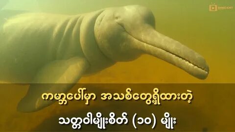 Морское животное с длинными