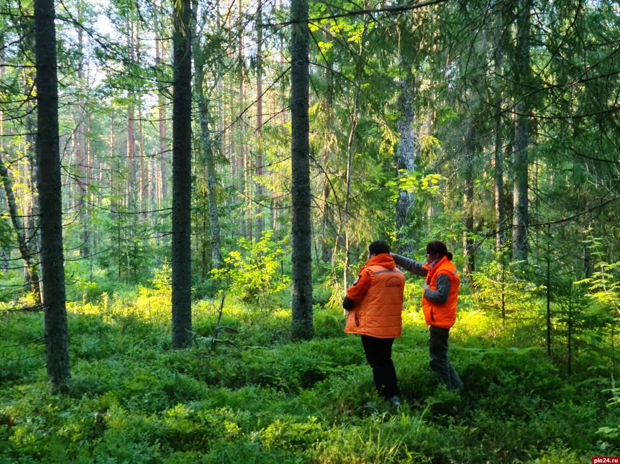 Беседы о лесе. Поиски в лесу. Человек леса. Человек в лесу. Двое заблудились в лесу.