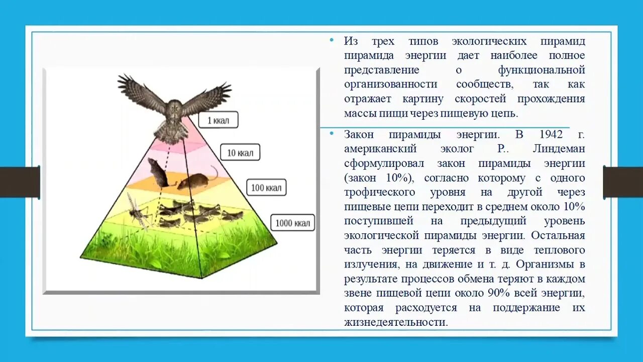 Пирамиды биология 11 класс. Экологическая пирамида. Экологическая пирамида это в биологии. Экологическая пирамида это в биологии 11 класс. Закон пирамиды биология.