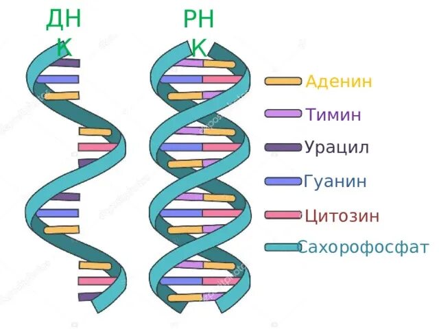 Рнк тимин урацил. ДНК И РНК аденин Тимин гуанин цитозин урацил. ДНК аденин. ДНК аденин гуанин цитозин. ДНК РНК аденин Тимин гуанин цитозин.