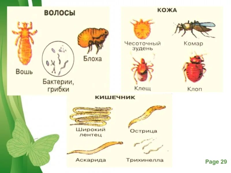 Наружные и внутренние паразиты 5 класс. Животные паразиты 5 класс биология. Паразиты примеры организмов. Организменная среда обитания животные. Паразитические организмы группа