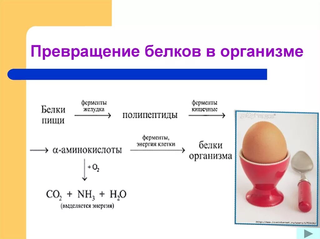 Преобразование белка. Превращение белков в организме. Преобразование белков в организме. Превращение белков пищи в организме. Превращение белков в организме ферменты.