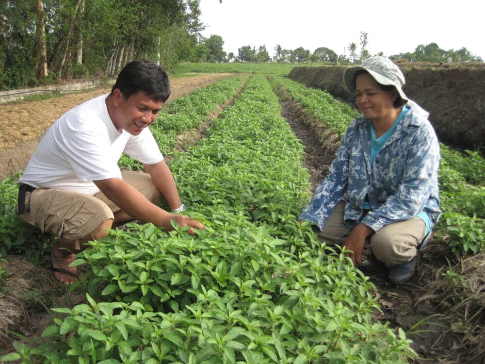 Natural farming. Масанобу Фукуока природное земледелие. Филиппины сельское хозяйство. Масанобу Фукуока в гармонии с природой. Фукуок сельское хозяйство.