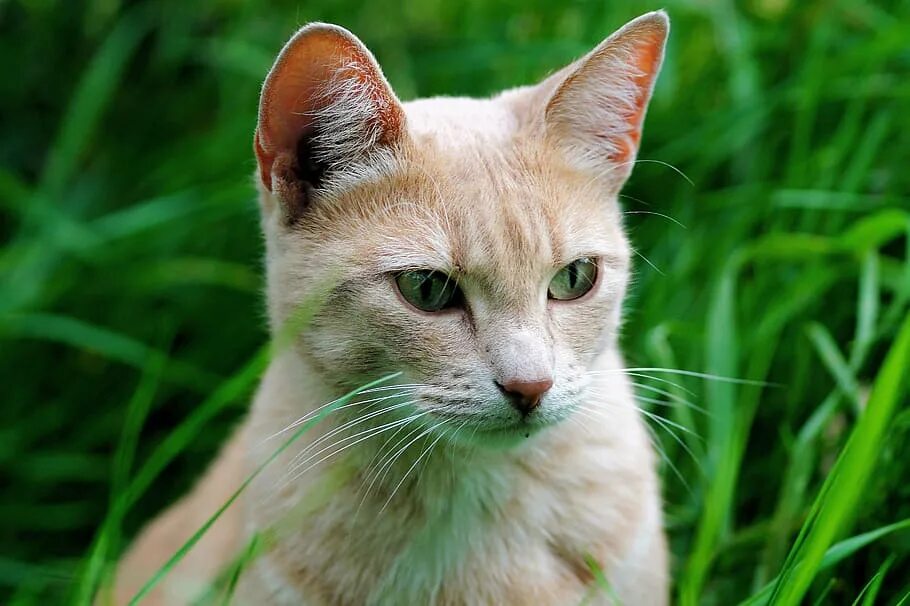 Окружи кошку. Зеленая трава и оранжевый кот. Кошка самка сидит.