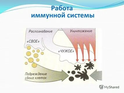 Вода в межклеточном веществе