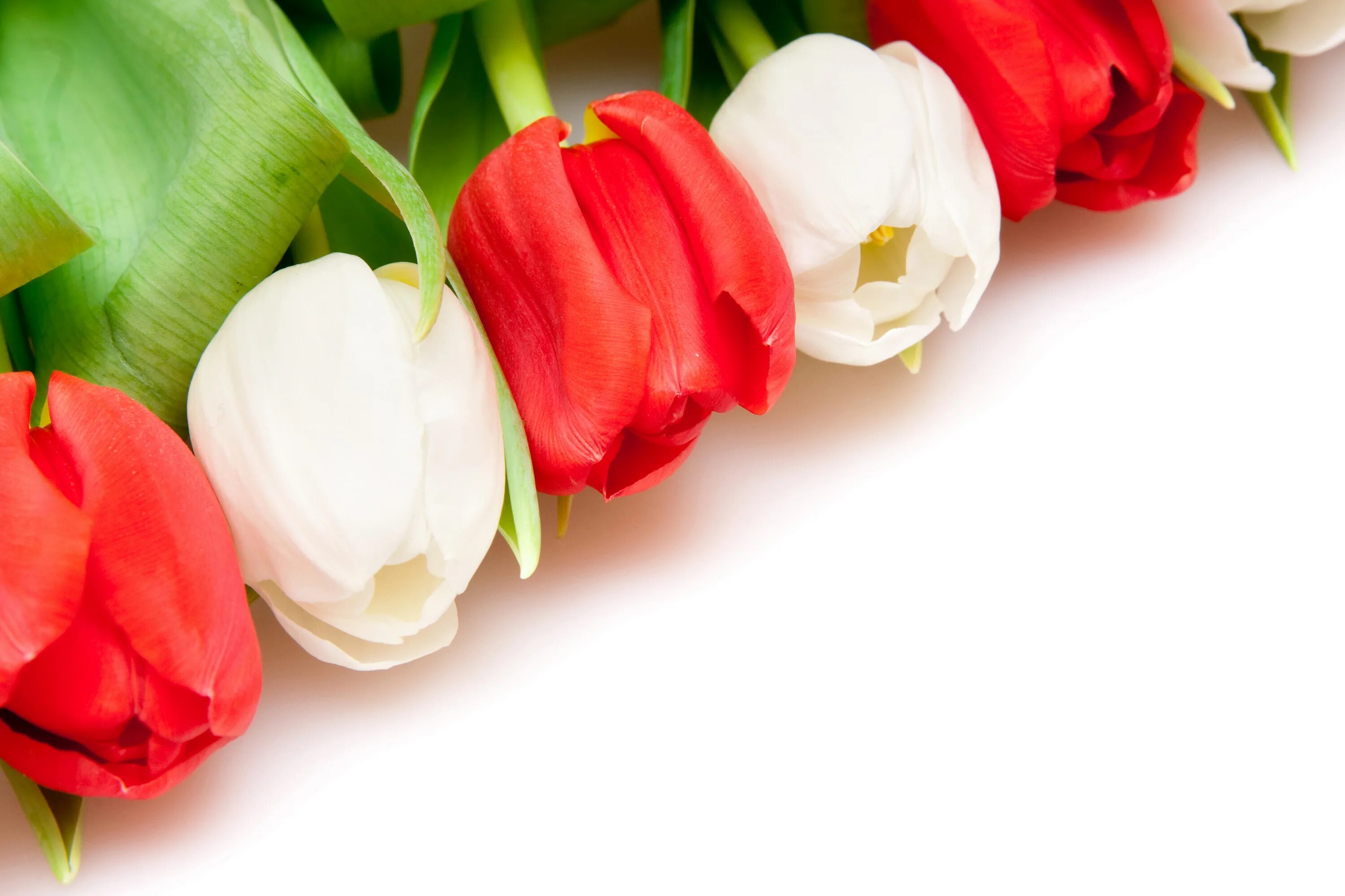 Поздравить девушек с международным женским днем. Цветы тюльпаны. Тюльпаны фон. Красные тюльпаны.