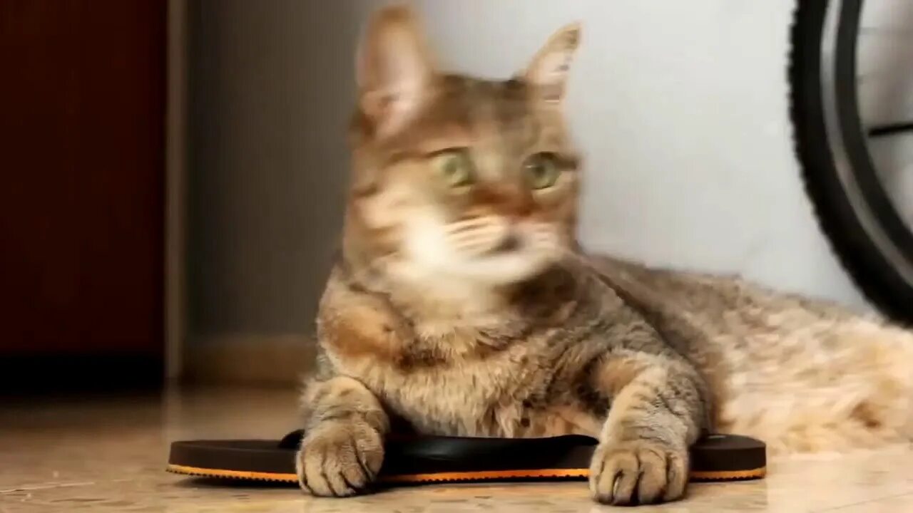 Песня про кота видео. Кот поет деспасито. фотография кошка despacito. песня котов видео. despacito песня для кошек.