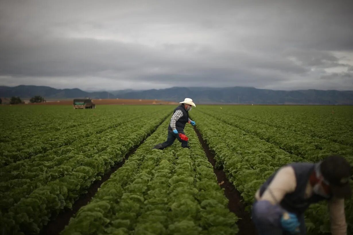 Working on the farm. Farm labourer. анти ферма. work on the farm. farm worker.