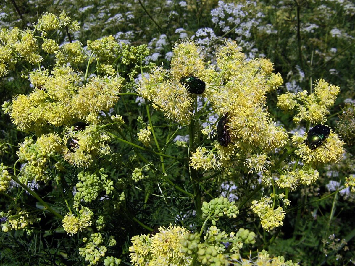 Василистник узколистный. Василистник узколистный Thalictrum angustifolium. Василистник Лютиковые. Василистник Альпийский. Василистник семена купить