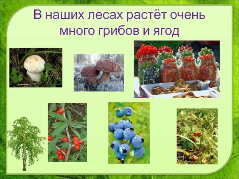 Проект разнообразие. Разнообразие природы родного края. разнообразиеприроыроногокрая. проект разнообразие родного края. разнообразие природы нашего края.
