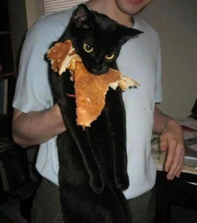 коты пойманные с поличным. кот пойман с поличным. застали с поличным. попался с поличным. попался с поличным.