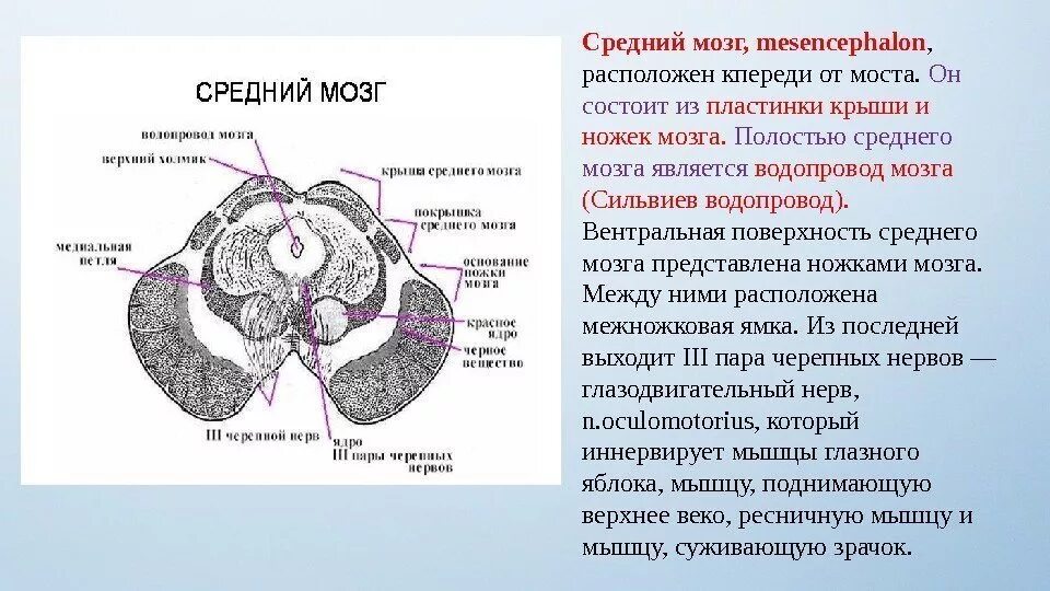 Что находится в среднем мозге