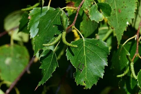 Betula pendula