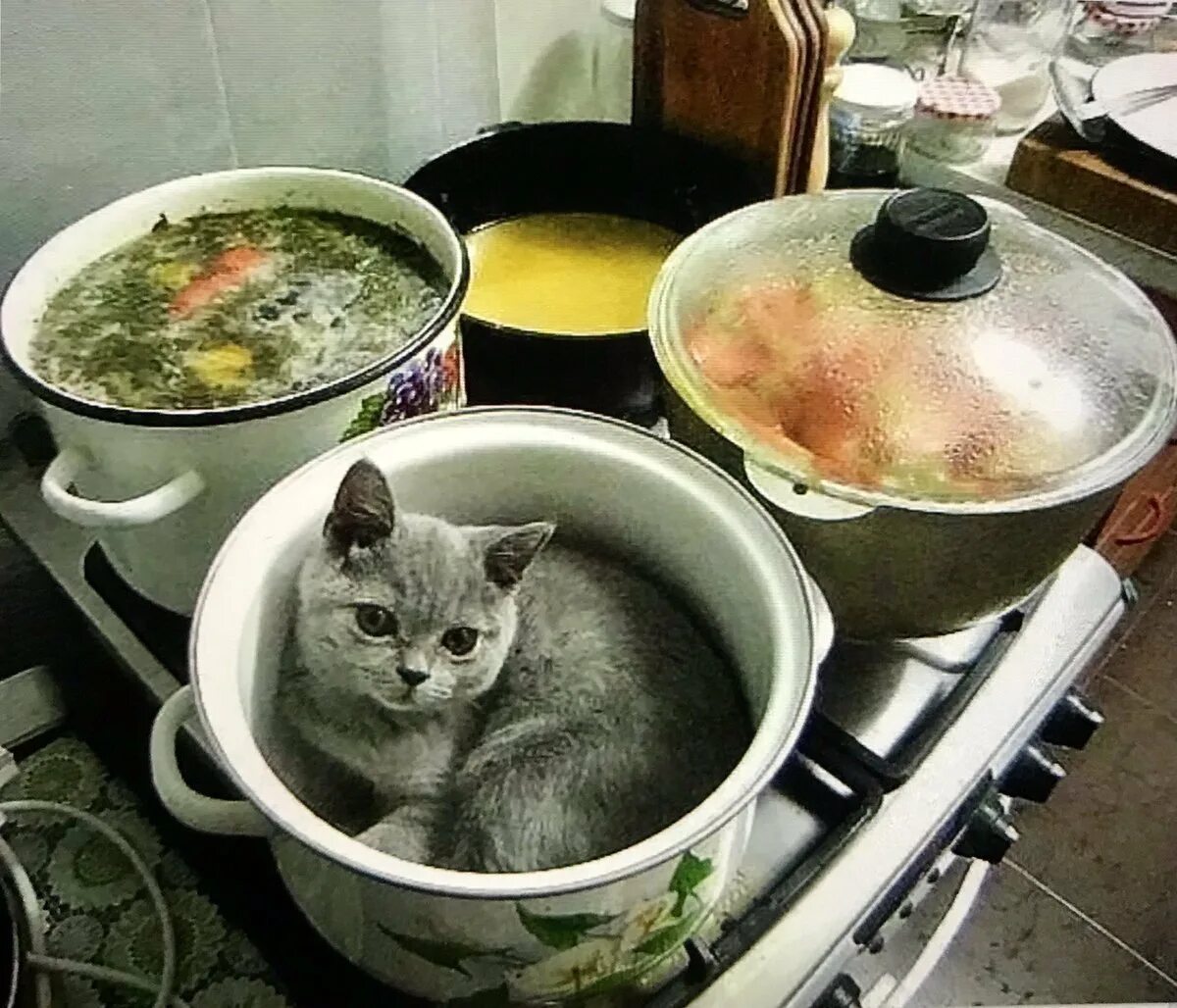 Cats kitchen. Суп с кортом. Кот в кастрюльке. Кот в кастрюле. Суп с котом.